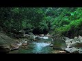 Mountain Stream Flowing 24/7. Forest Stream. Flowing Water. White Noise, Nature Sounds for Sleeping.