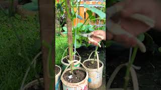 pruning timun agar cepat berbuah