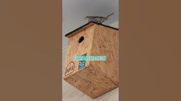 Story of a House Sparrow Pair |  Inspecting a Nest Box