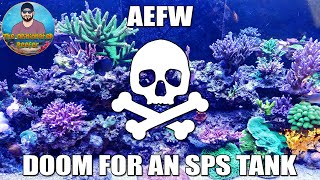 Acropora Eating Flatworms - AEFW - STN - RTN and the Decline of an SPS Dominant Reef Tank.