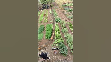Chickens on a Tunnel Adventure!