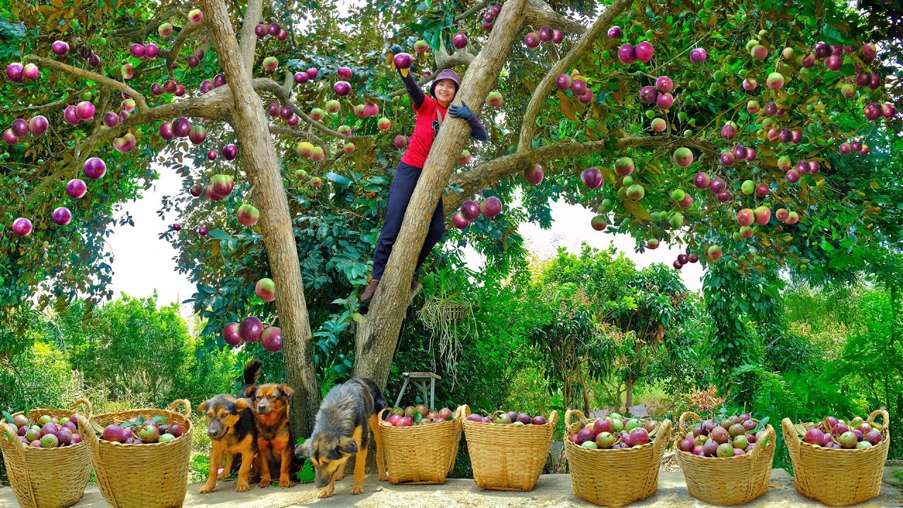 Harvest Purple Star Apples Goes To Market Sell, Remove The Tomato Trellis, And Improve The Soil.