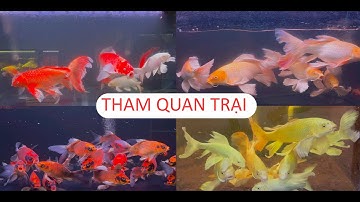 KHOA AQUARIUM | THAM QUAN TRẠI CHUYÊN XUẤT NHẬP KHẨU CỦA NHỮNG BÉ PHI TẦN BƯỚM CÁP & CỬU CÁP