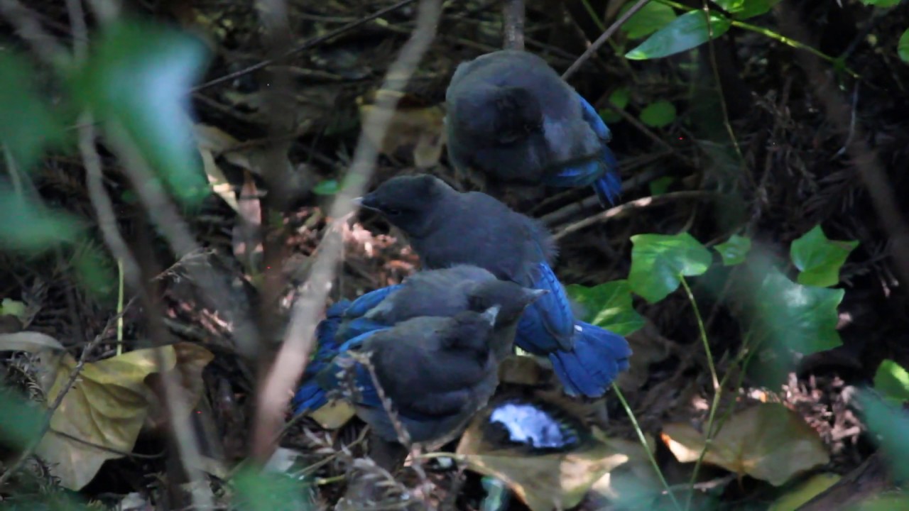 Juvenile Stellers Jays Stretching Youtube 