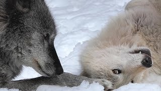 Wolf Begs to Play with Older Brother