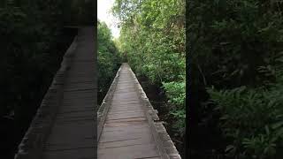 Tanjung Puting National Park Asmr
