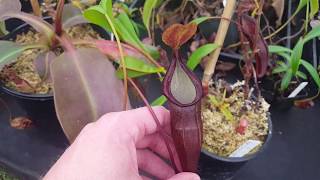 Species Spotlight: Nepenthes densiflora