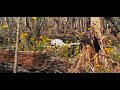 Black Phase and White Phase/Albino  Raccoons Captured on South Louisiana Swamp Trail Cameras.