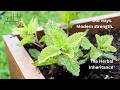 Your body already knows - The Herbal Inheritance