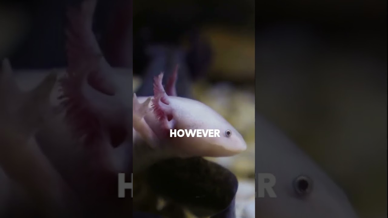 The Insane Biology of the Axolotl