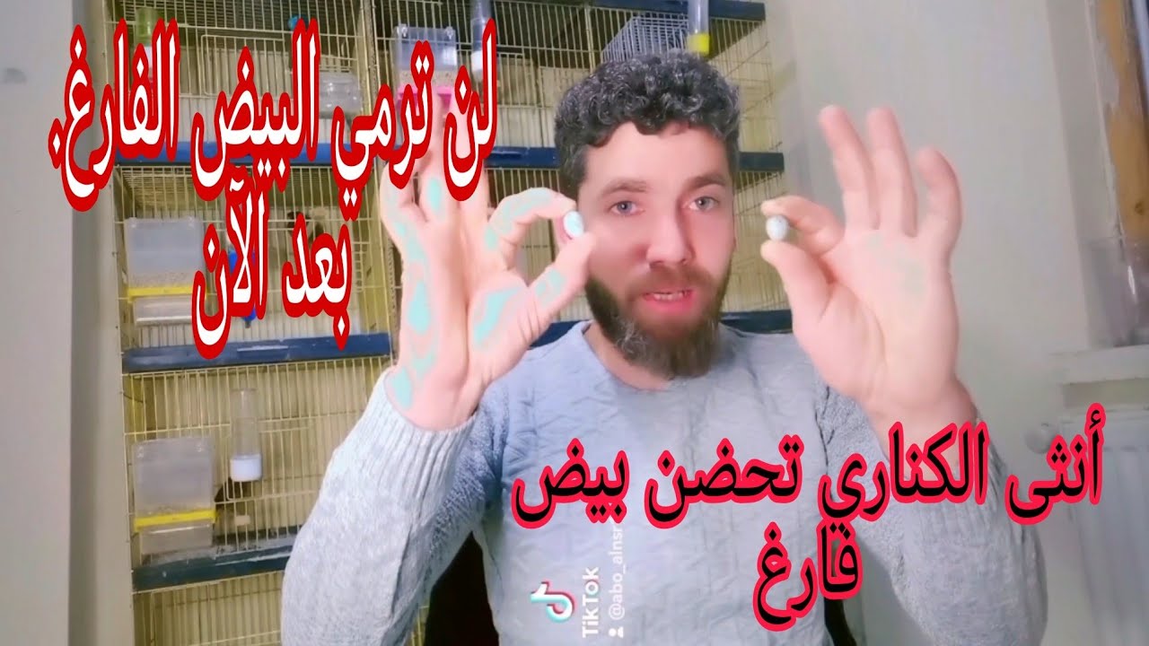 شاهد أهمية البيض الفارغ لا ترميه بعد الان + أنثى الكناري تحضن بيض فارغ ماذا أفعل
