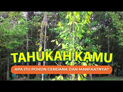 Video: Informasi Pohon Cendana: Cara Merawat Pohon Cendana