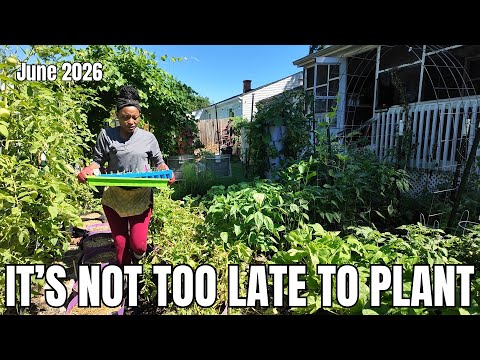 Crops I am Still Planting in June | I Am OK with Not Being an Expert