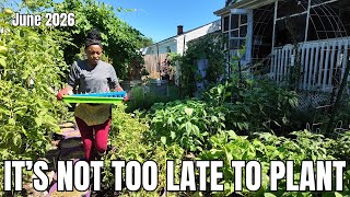 Crops I Am Still Planting In June | I Am Ok With Not Being An Expert