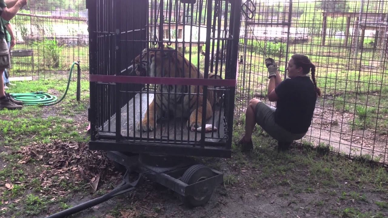 leopard print Loading and Unloading Tigers