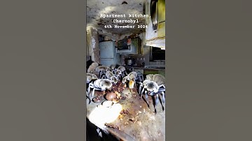 The Unbelievable Wildlife Living in Chernobyl