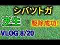 【芝VLOG】前日の殺虫剤散布でシバツトガ駆除成功！【自宅ベント芝】
