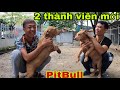 2 Chú Chó PitBull Thợ Săn Mới Về Với Gia Đình Săn Bắt Ẩm Thực Vùng Cao