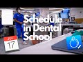 WHAT IS YOUR SCHEDULE IN DENTAL SCHOOL??! (First Year Dental Student)