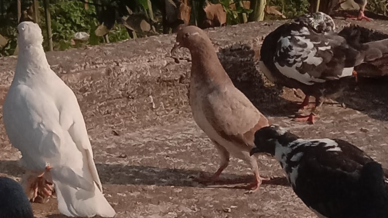 বালি পায়রা বিকরি হবে💸#pigeon #viralvideo #vlog @myworld00702 