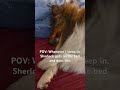 He’s too cute to ignore #shorts #dog #funnydogs #funny #cute #cutedog #mydog #dogfluencer #doglife