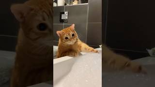Funny Cats 😹 Episode 560 #Shorts