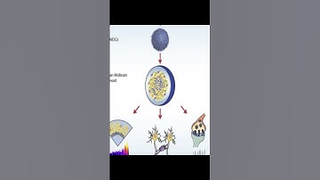 Derivation of Human Midbrain-Specific Organoids from Neuroepithelial Stem Cells | RTCL.TV