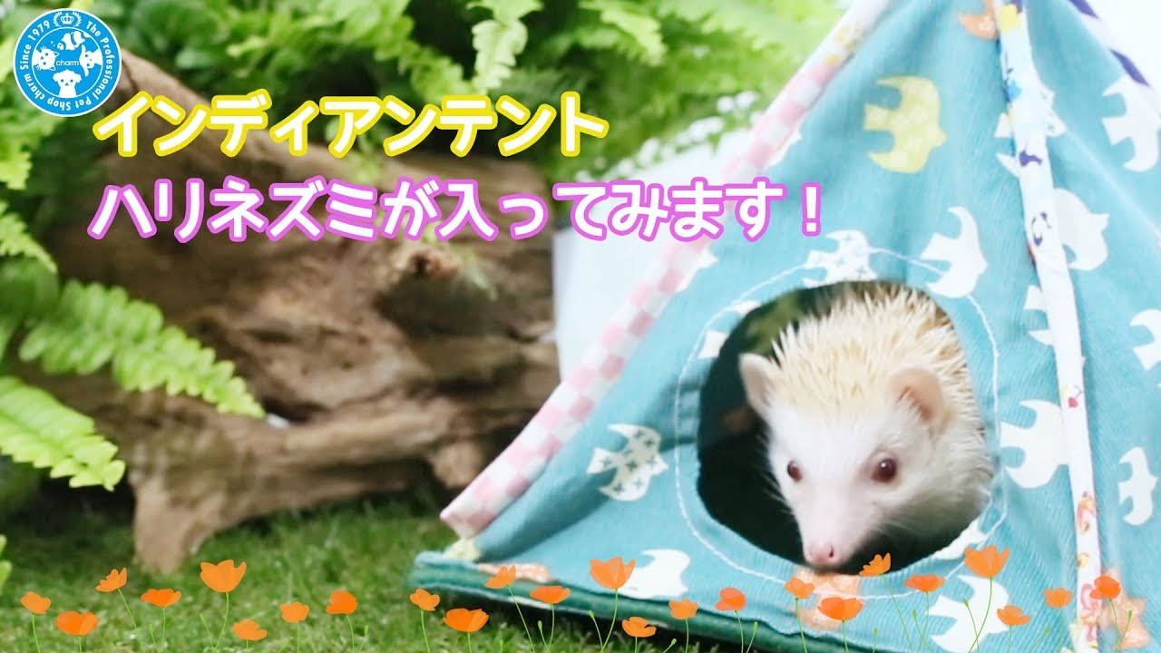 チャーム ハリネズミさん 小動物のテント型ハウス ハンドメイド インディアンテントl Hedgehog Youtube