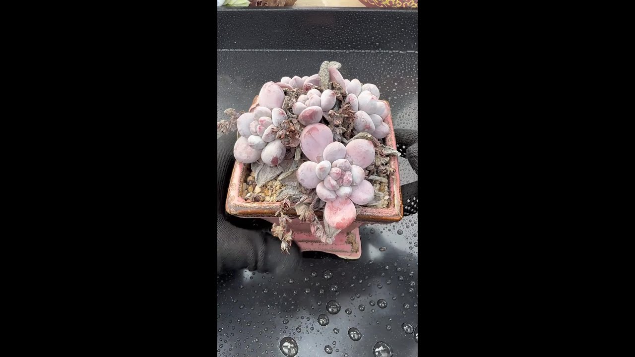 撸多肉枯叶主要有以下好处： 一是有...撸枯叶