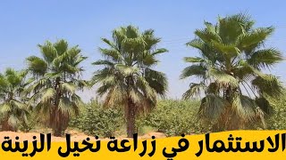 نخيل الزينه استثمار مضمون وعائد أسرع من نخيل البلح