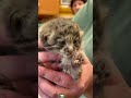 У новорожденных манулят открылись глазки в Ленинградском зоопарке