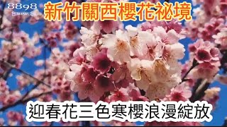 新竹關西櫻花秘境遊記～迎春花三色寒櫻浪漫盛開～