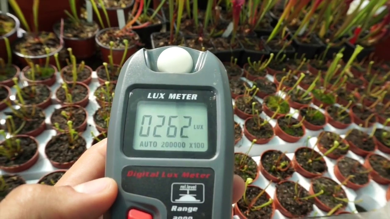 La MEJOR iluminación para las plantas carnívoras