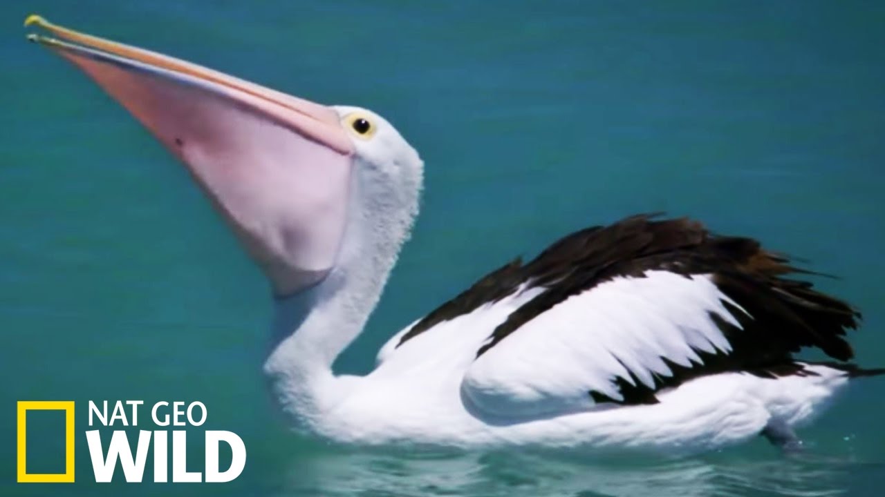 Le Repas Du Pelican Le Royaume Des Dauphins Youtube Le Repas Du Pelican Le Royaume Des Dauphins Youtube