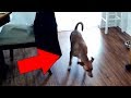 Cats and Dogs That Saw Something Their Owners Couldn't See : ESP and the Supernatural