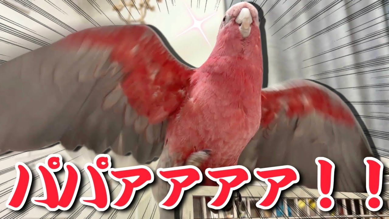 パパが帰ってきた瞬間、負の感情が全部吹き飛んじゃったオウムがこちらww【モモイロインコ】