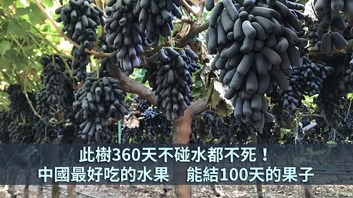 這種樹360天不碰水都不死！全中國最好吃的水果，能結100天的果子 - 天天要聞