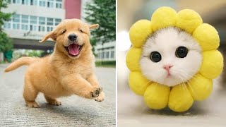 Funniest Animals 2024 😂 Best Funny Cats and Dogs 😻🐶 Part 10 | Cute Baby Dogs