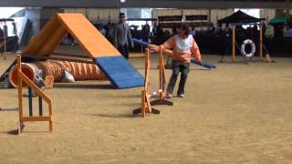 3度に昇格京都アジリティークラブアジリティー競技会 MAY AG2(20130330)