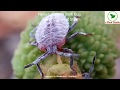 Stink Bug of Litchi