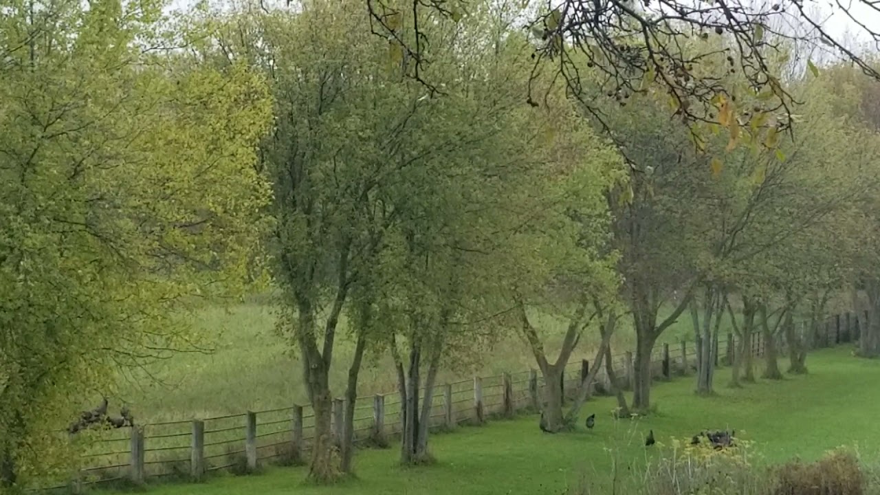 Wild turkeys  training there young how to roost in trees