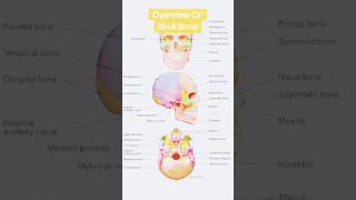 skull bone overviews anatomy #viral #trending #medical #ytshorts Resimi