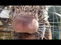 view Prehensile-tailed Porcupine Quilliam Enjoys a Snack digital asset number 1