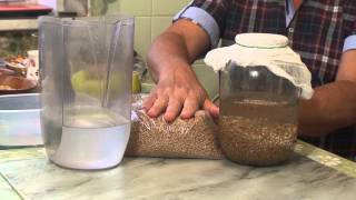 Проращивание пшеницы в домашних условиях. Японские фильтры-генераторы живой (водородной) воды