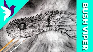 How to Draw a Snake | Bush Viper | Realistic Drawing