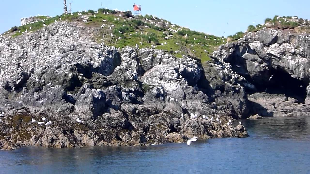 Gull Island Homer, Alaska YouTube