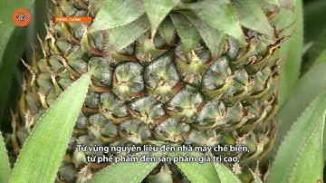 [TIẾNG CHĂM] LIÊN KẾT TIÊU THỤ NÔNG SẢN TẠO ĐÀ CHO XUẤT KHẨU | VTV5