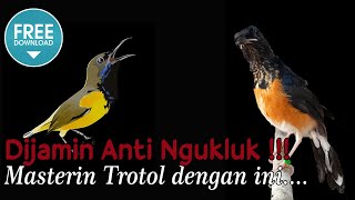 Masteran Murai Batu Trotol ~ Dijamin Anti Ngukluk