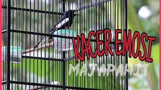 KACER EMOSI NANTANG CARI LAWAN | SUARA DAN VIDEO ASLI JERNIH