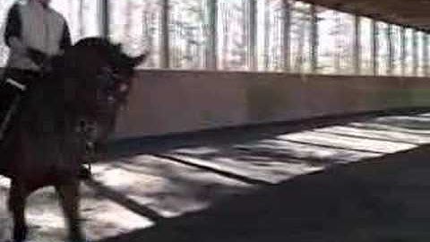 Dressage Training FEI Half Pass Work